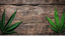 Os Benefícios da Cannabis: Explorando suas Aplicações Medicinais e Espirituais